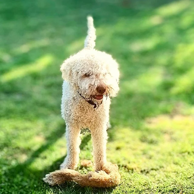 Lagotto Romagnolo