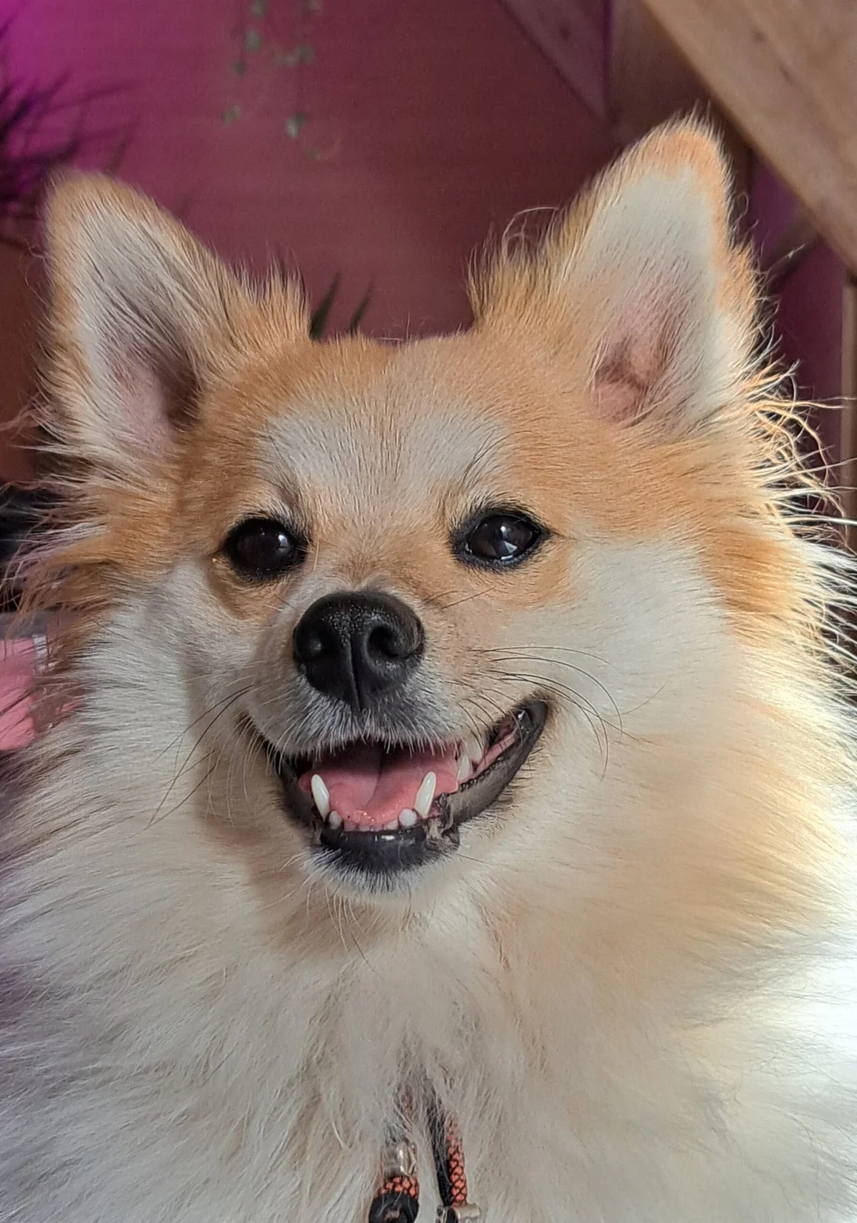 Keeshond