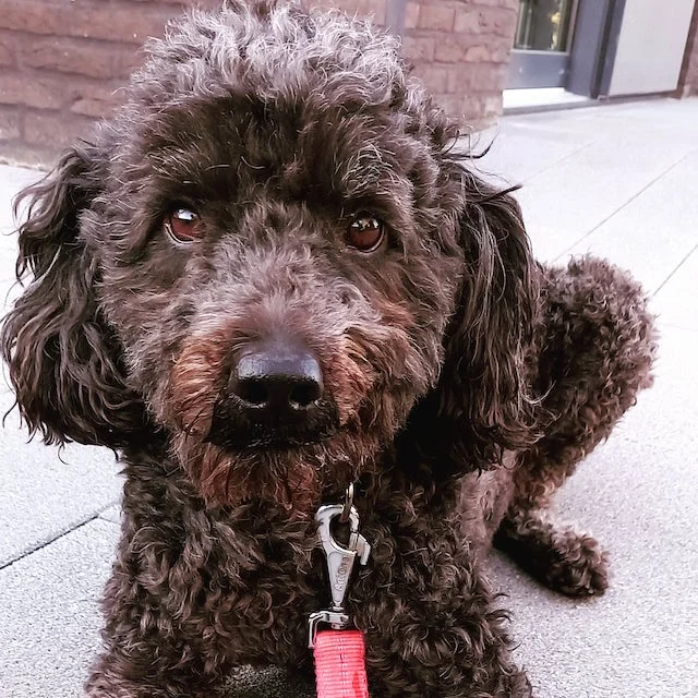 Labradoodle