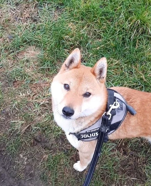 Shiba Inu