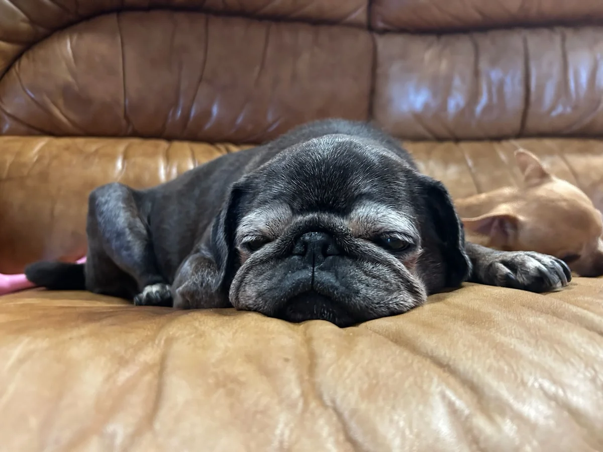 Pug