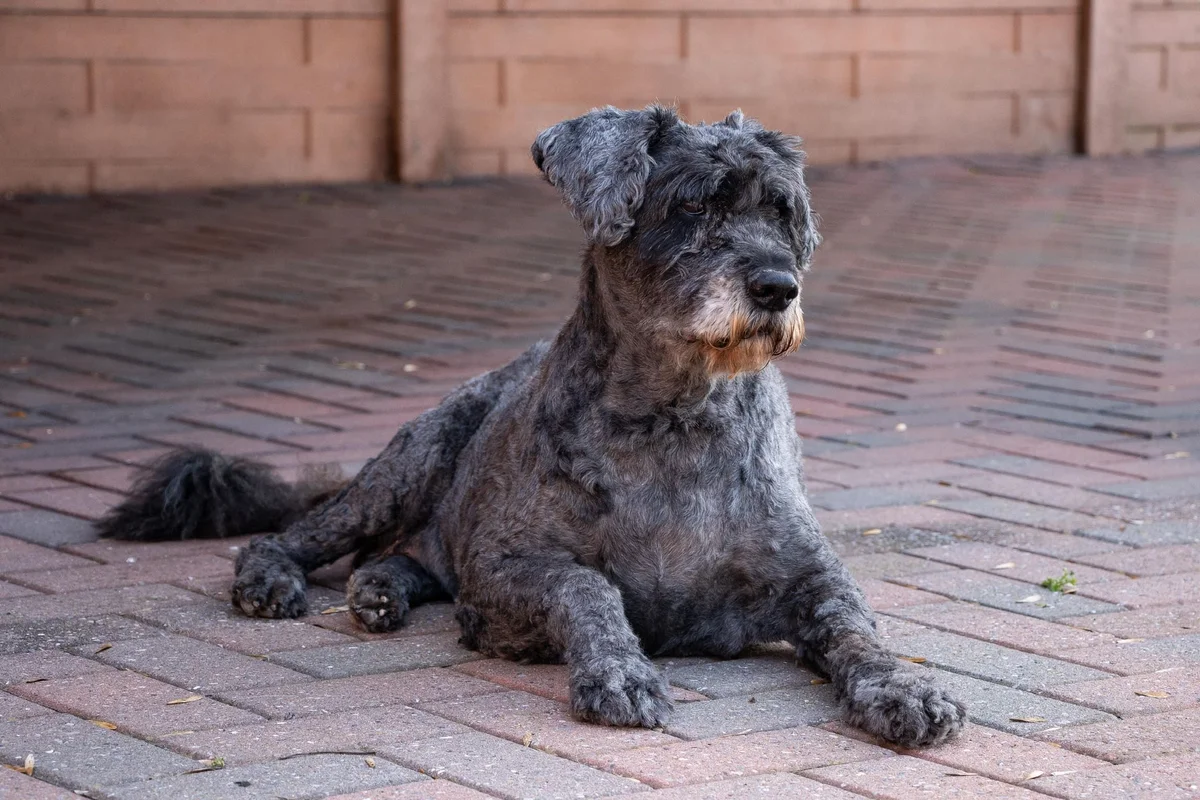 Bouvier des Flandres