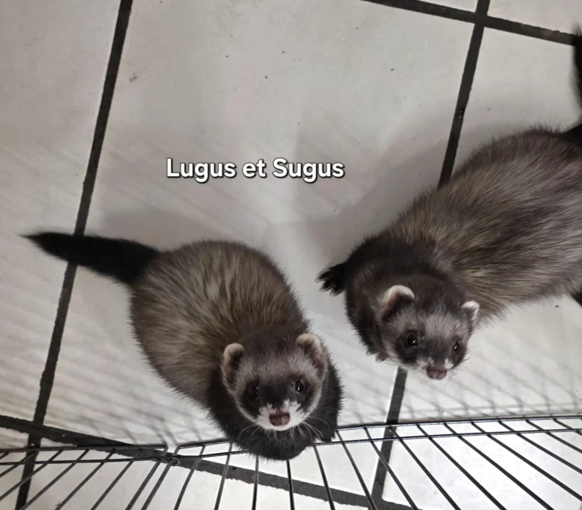 Adopt Sugus et Lugus — Mixed Breed in Belgium | TailHarbor