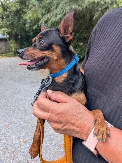 Wodka Pinscher nain, adopted