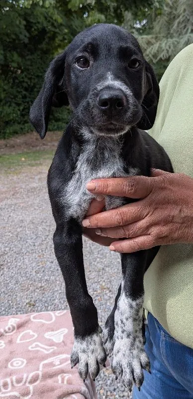 Refuge « Chiens perdus sans collier », adopted