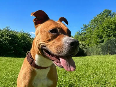 Refuge « Chiens perdus sans collier », adopted