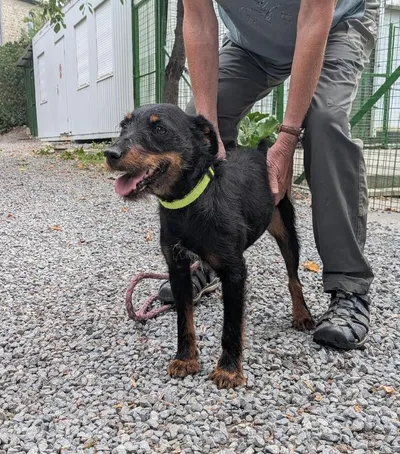 Refuge « Chiens perdus sans collier », adopted