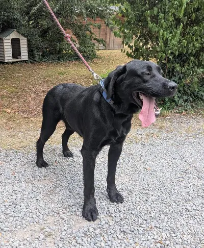 Refuge « Chiens perdus sans collier », adopted