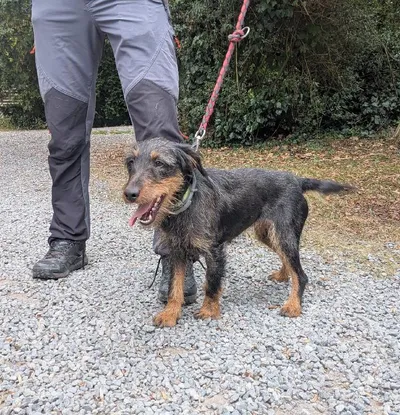 Refuge « Chiens perdus sans collier », adopted