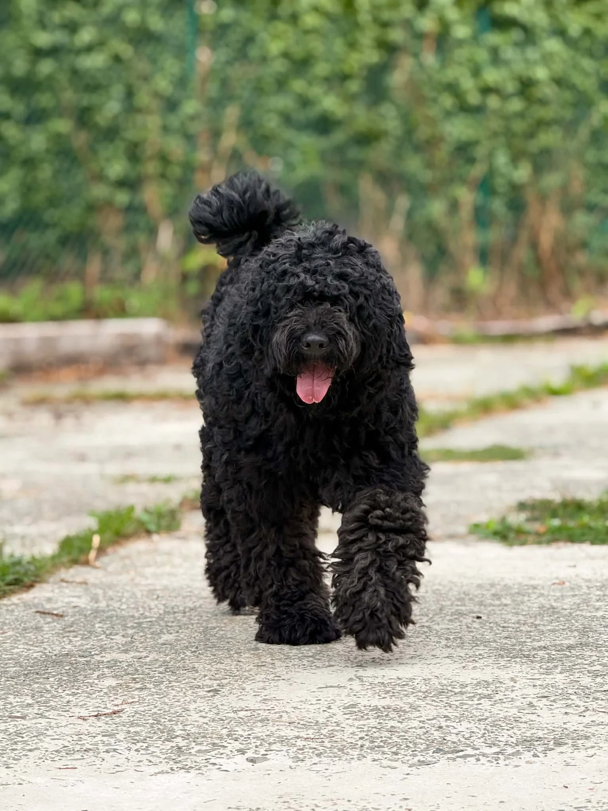 Bouvier des Flandres