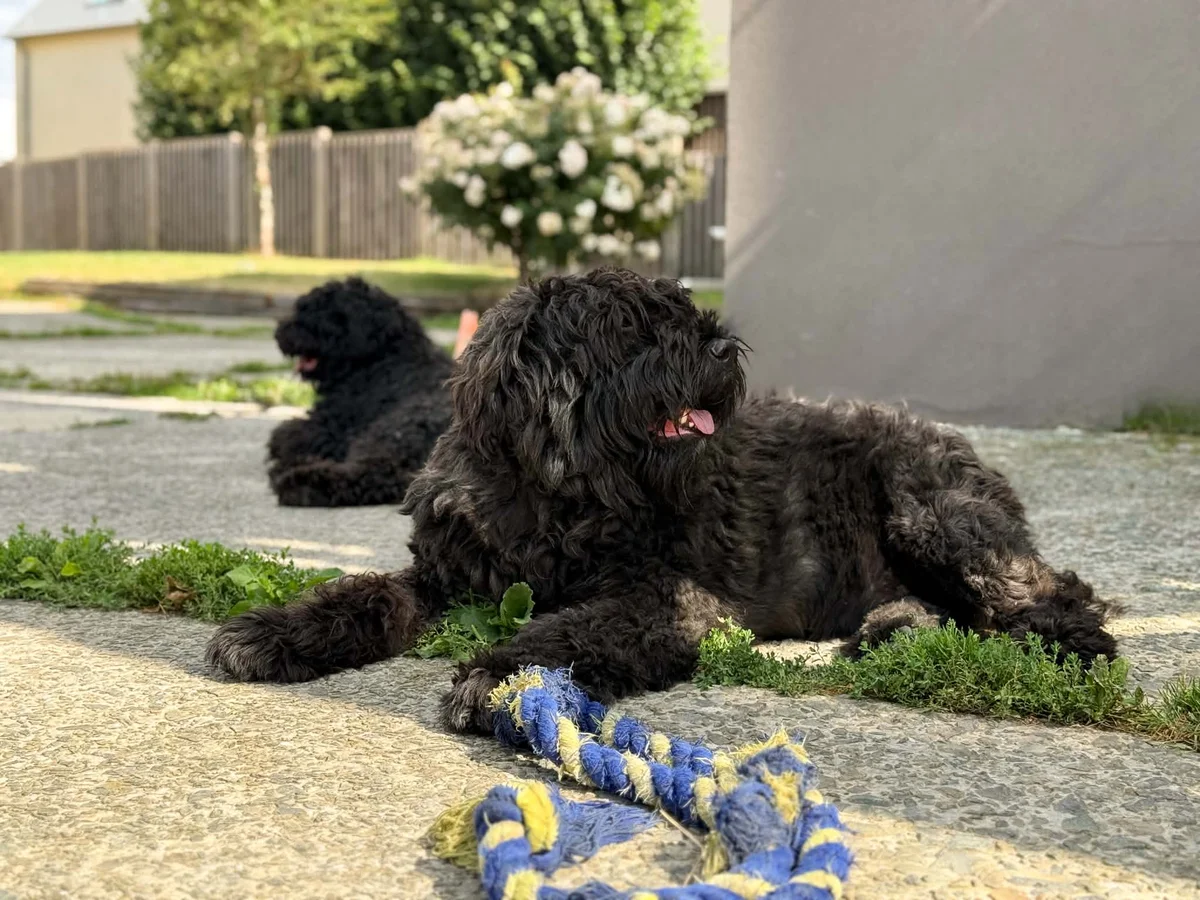 Bouvier des Flandres