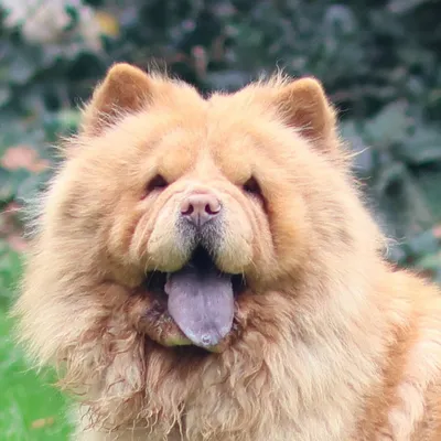 Goldie – Geadopteerd, adopted