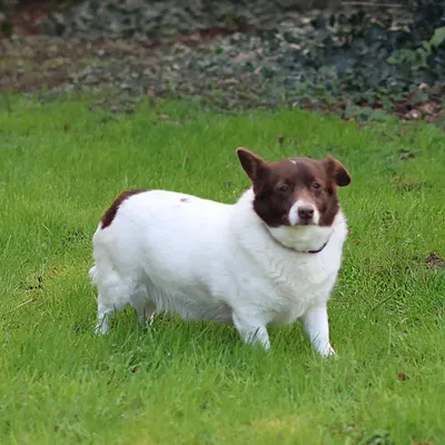 Hazel – Geadopteerd, adopted