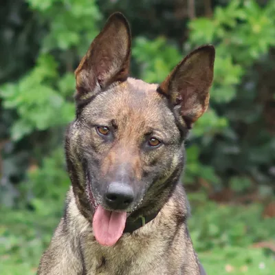 Luna – Geadopteerd, adopted