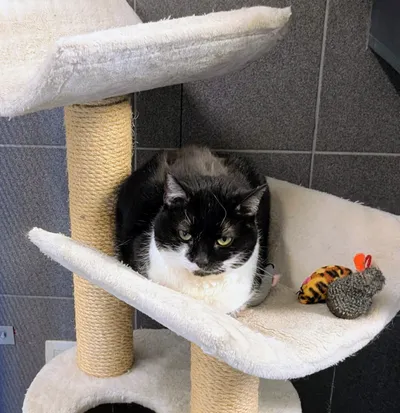 Otter – Geadopteerd, adopted