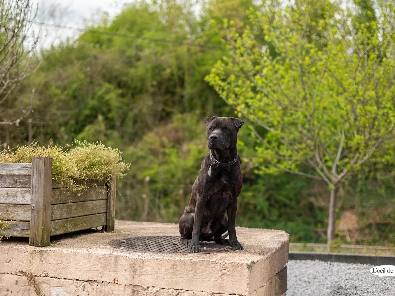 Shar Pei