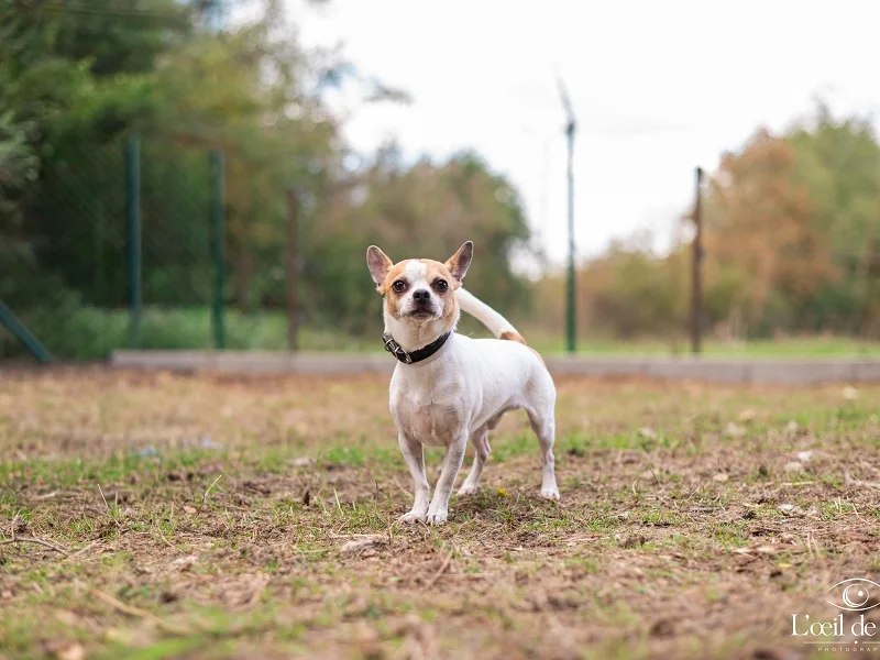 Chihuahua