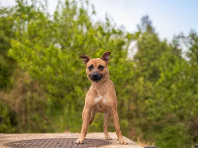 Avanna, adopted
