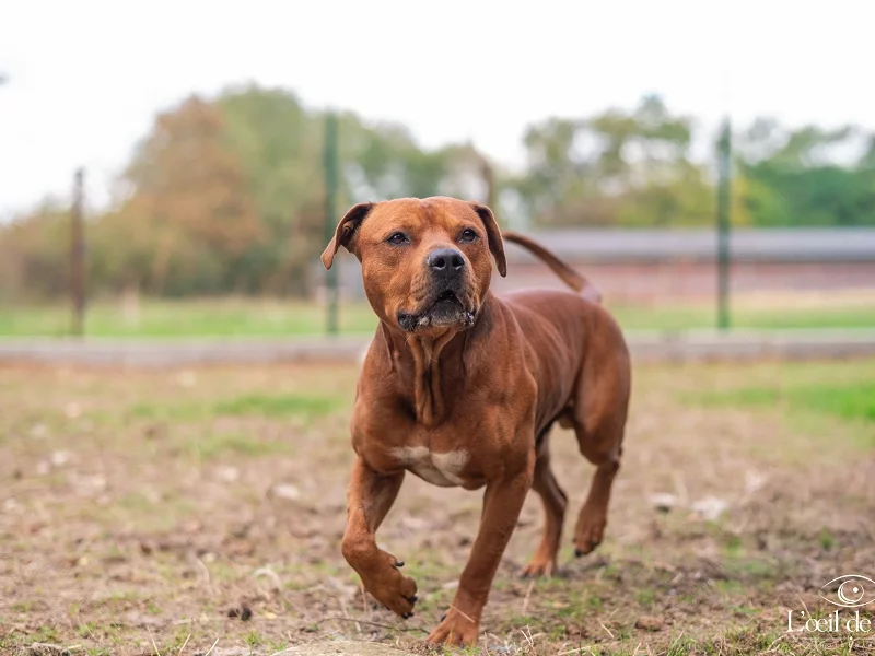 American Bully