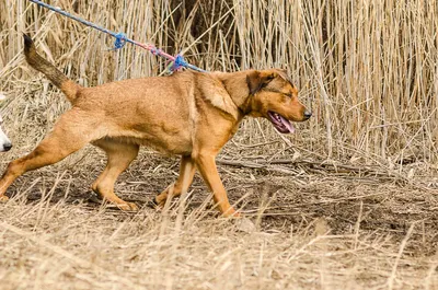 Diva i Kiyra (Дива и Кийра), adopted