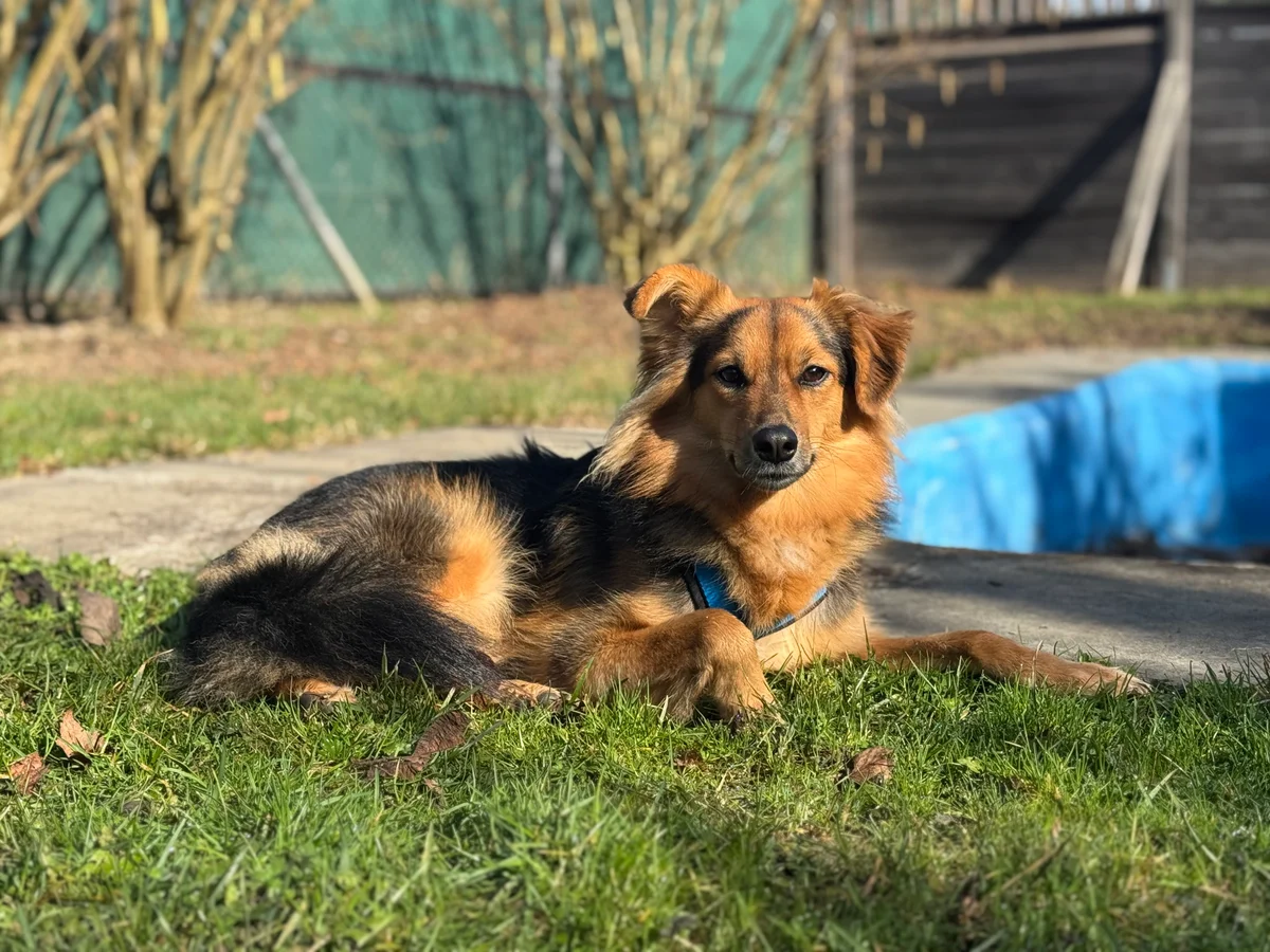Mixed Breed