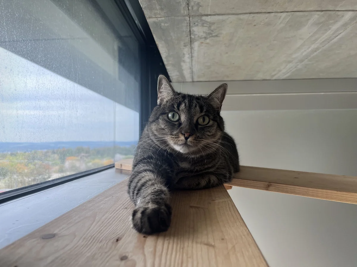 Mixed Breed Cat