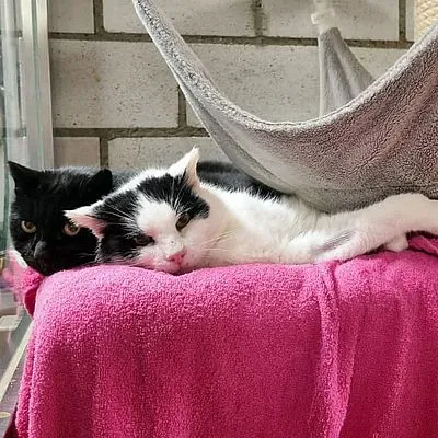 KYANA & KISHO – Freigänger – Patentiere – suchen dringend einen Platz, adopted