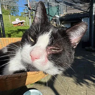 OBELIX – Findeltier – Freigänger – ist reserviert, adopted