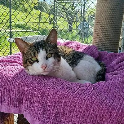 RAVEN – Findeltier, adopted