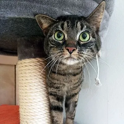 JAYLA – Freigänger – ist reserviert, adopted