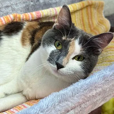 MIKI – Freigänger – ist reserviert, adopted