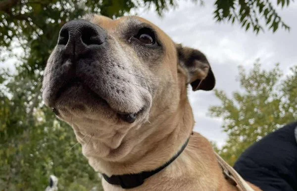 Mastiff
