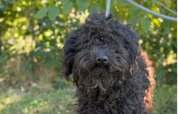 Puli