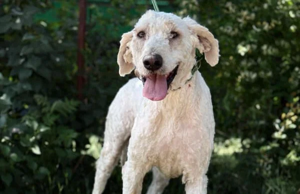 Komondor