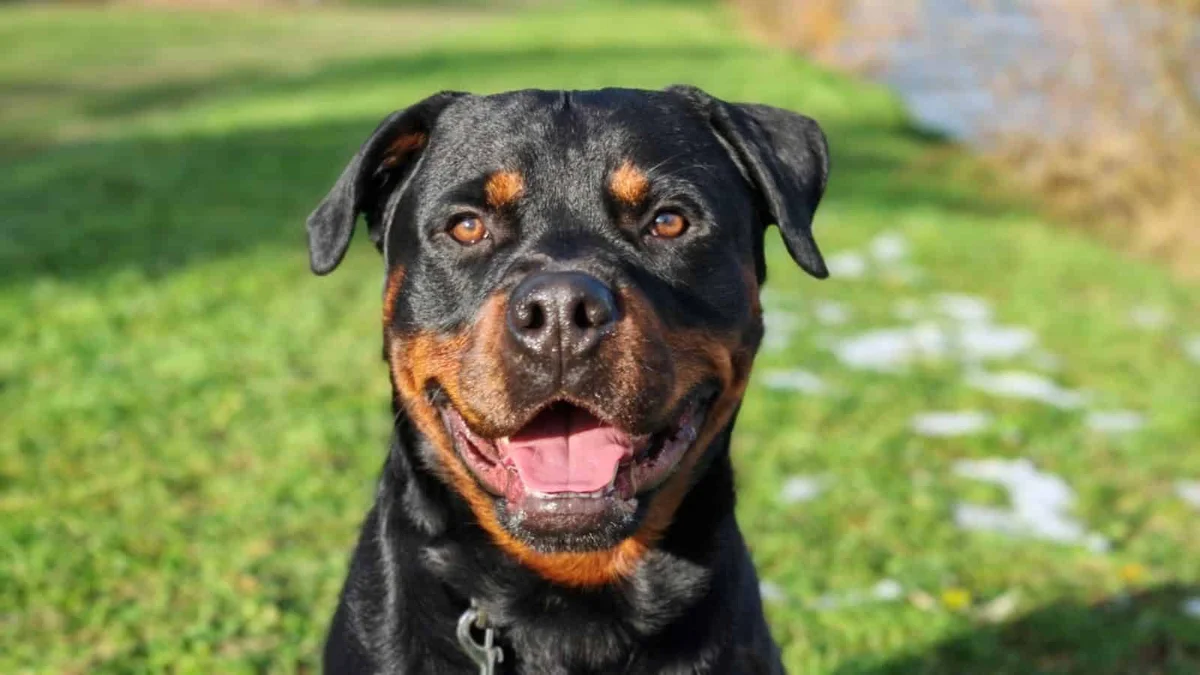 Rottweiler