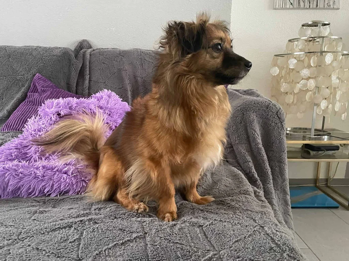 Dachshund