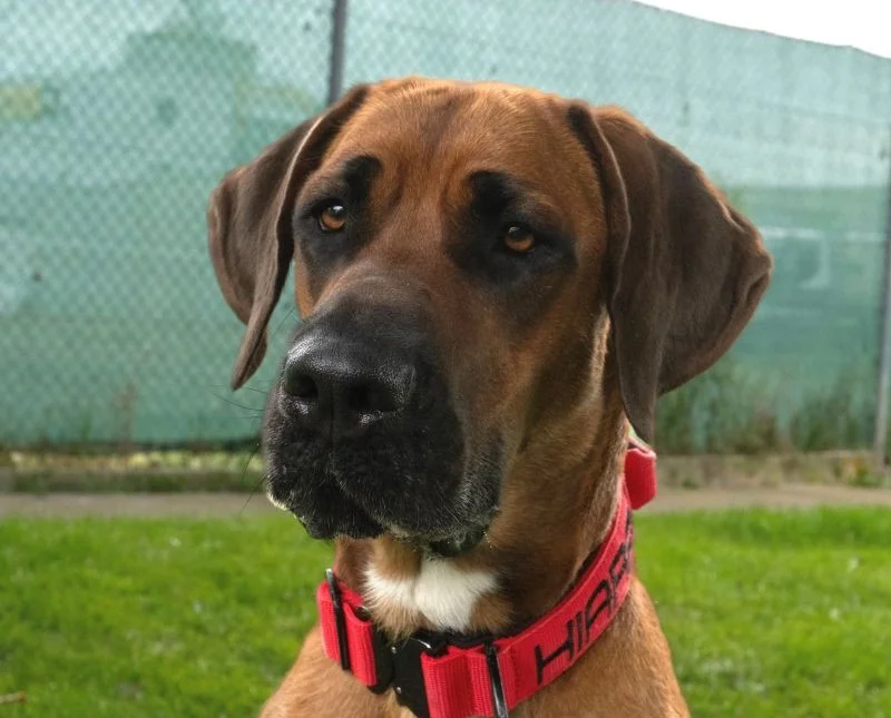 Doberman