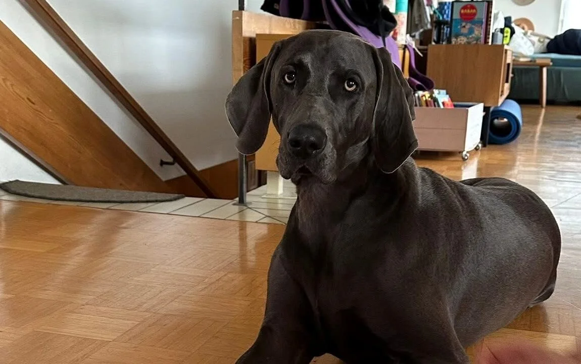 Weimaraner