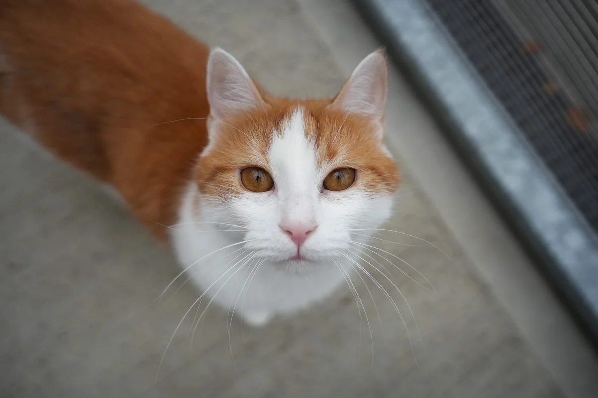Mixed Breed Cat