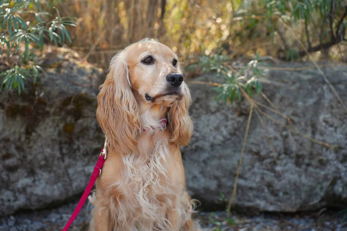 Cocker Spaniel