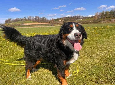 Bella, adopted