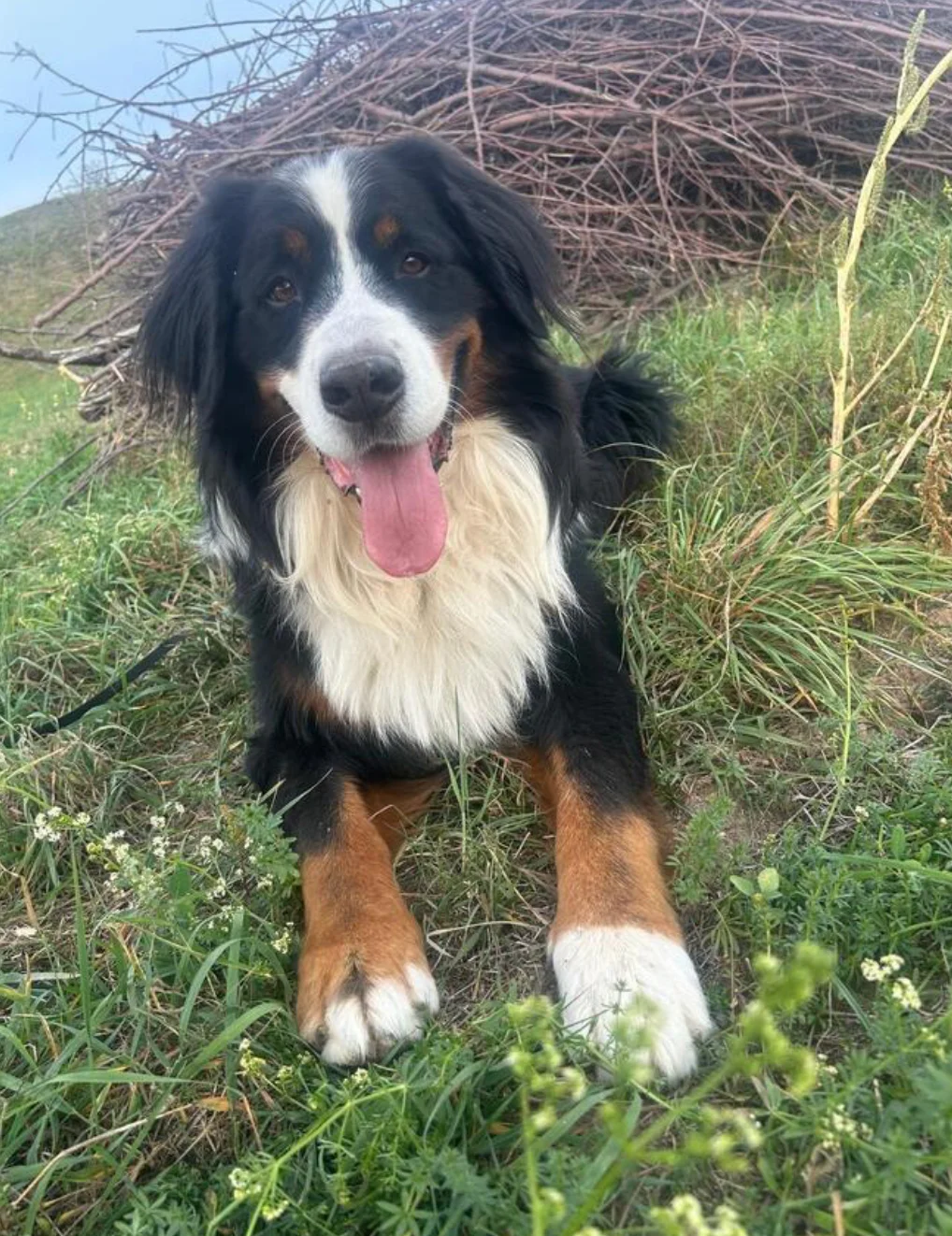 Bernese Mountain Dog