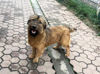 Cookie, adopted