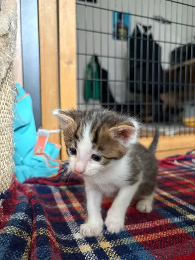 Basilu, adopted