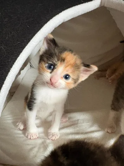 Flora, adopted