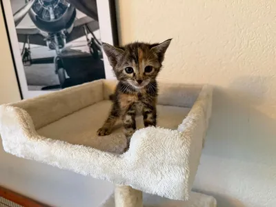 Jinna, adopted