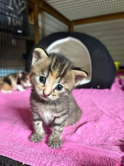 Lily, adopted