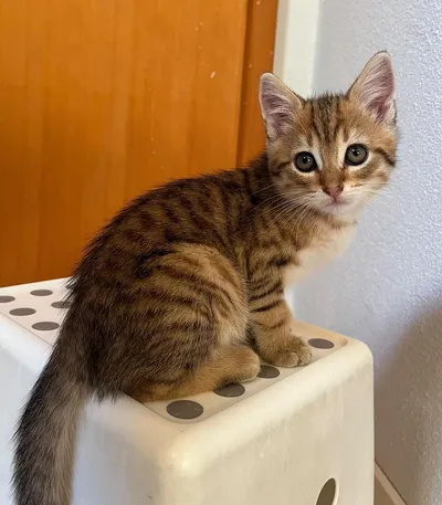 Lokum, adopted