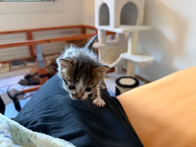 Lucy, adopted