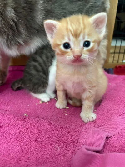 Rose, adopted